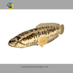 cá lóc hỏa tiễn