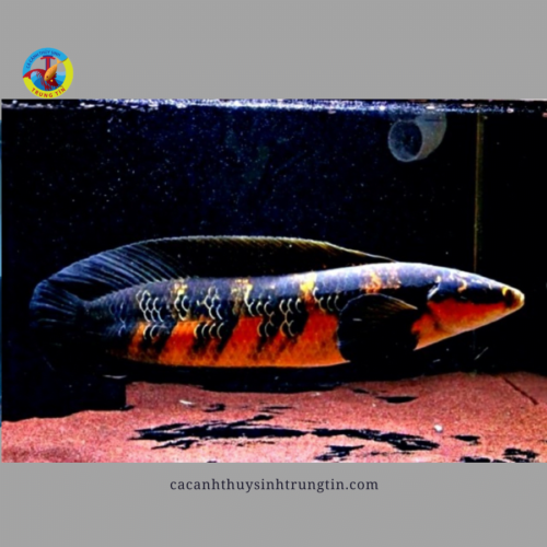 cá lóc rồng đỏ