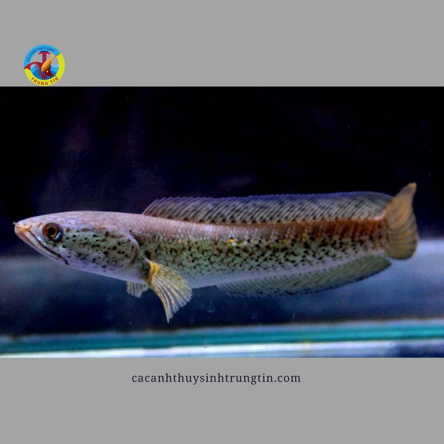 cá lóc trân châu