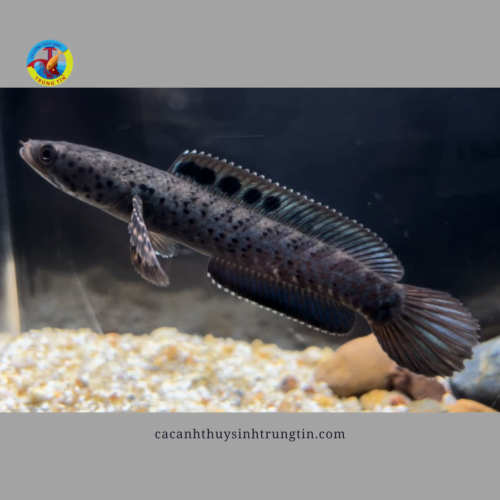 cá lóc trân châu