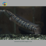 cá lóc trân châu