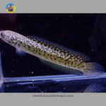 cá lóc trân châu