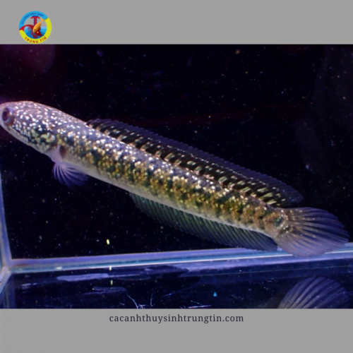 cá lóc trân châu