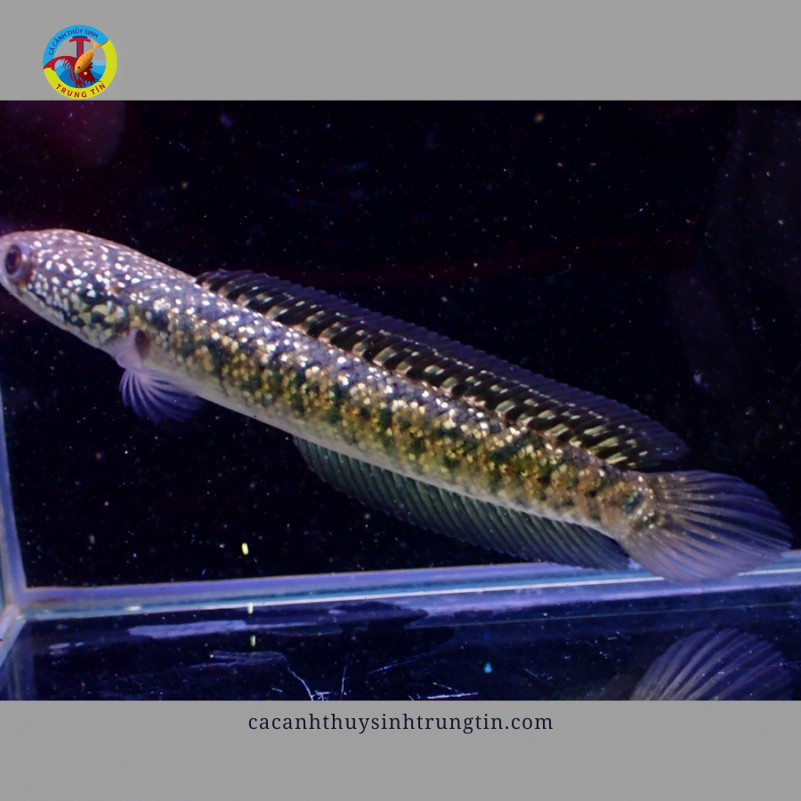 cá lóc trân châu