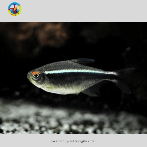 cá neon đen