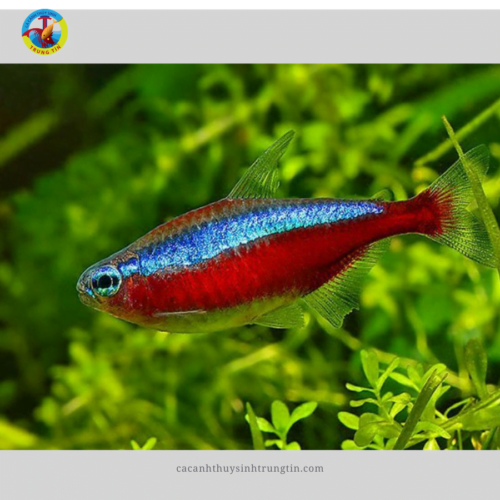 Cá Neon Vua