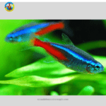 Cá Neon Xanh