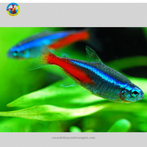 Cá Neon Xanh