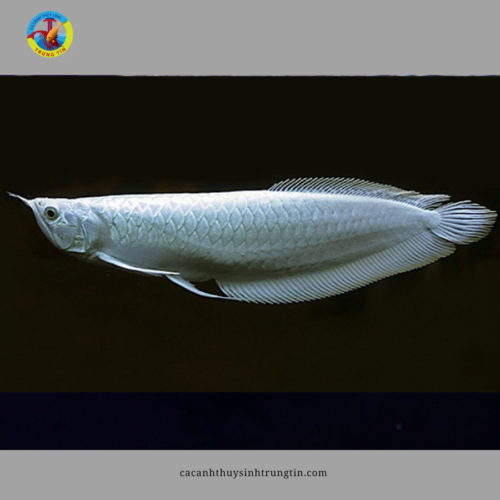 cá ngân long