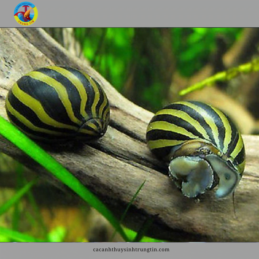 Ốc Cảnh Thuỷ Sinh