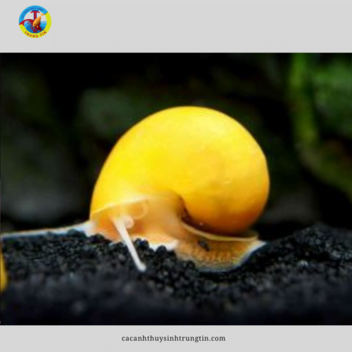 ốc táo thuỷ sinh
