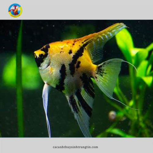 cá ông tiên cối