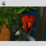 cá Ông Tiên Red Devil