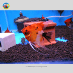 cá Ông Tiên Red Devil