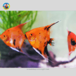 cá Ông Tiên Red Devil