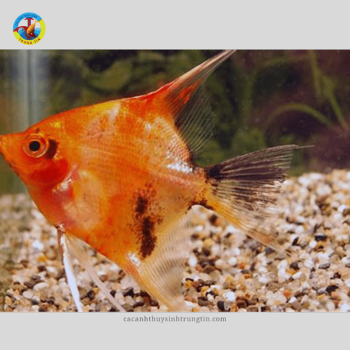 cá Ông Tiên Red Devil