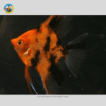 cá Ông Tiên Red Devil