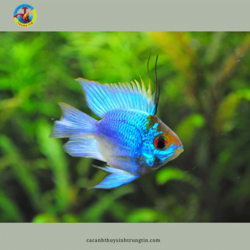 cá phượng hoàng lam