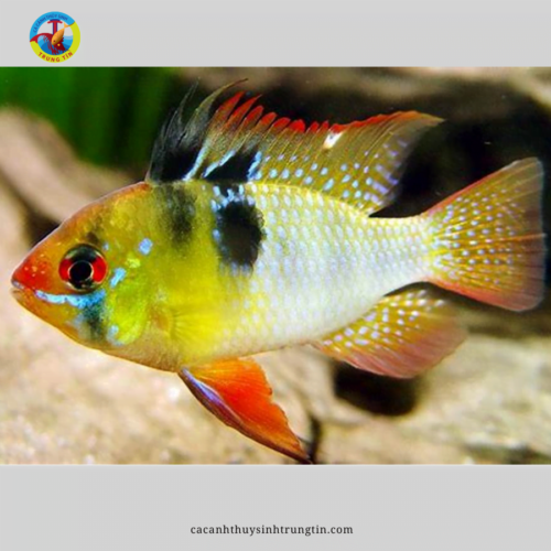 cá phượng hoàng ngũ sắc