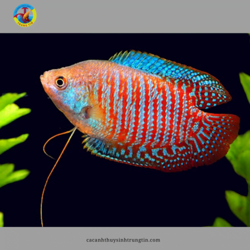 cá sặc gấm