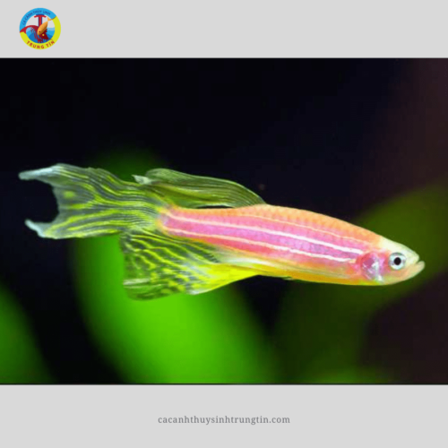Cá Sọc Ngựa Cánh Tiên Hồng