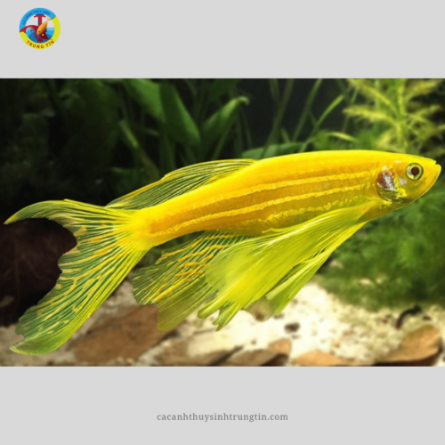cá Sọc Ngựa Cánh Tiên vàng