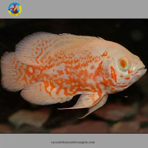 cá tai tượng vàng