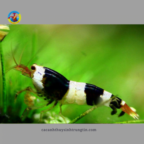 Tép Cảnh Thuỷ Sinh