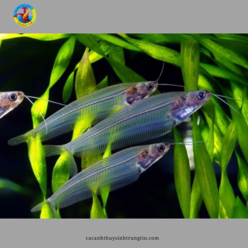 cá thủy tinh