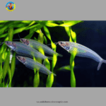 cá thủy tinh