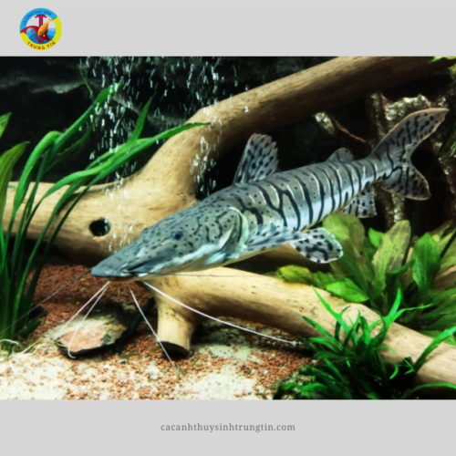 Cá hồng vĩ tiger (Trê Cọp)