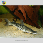 Cá hồng vĩ tiger (Trê Cọp)