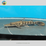 Cá hồng vĩ tiger (Trê Cọp)