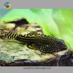 cá tỳ bà bướm