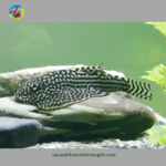 cá tỳ bà bướm