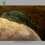 cá tỳ bà bướm