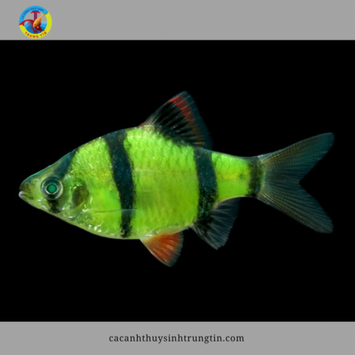 cá xê can xanh dạ quang