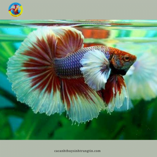 cá xiêm trống dumbo