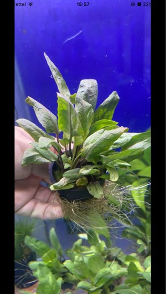 Cây Bắp Cải Xanh Thuỷ Sinh