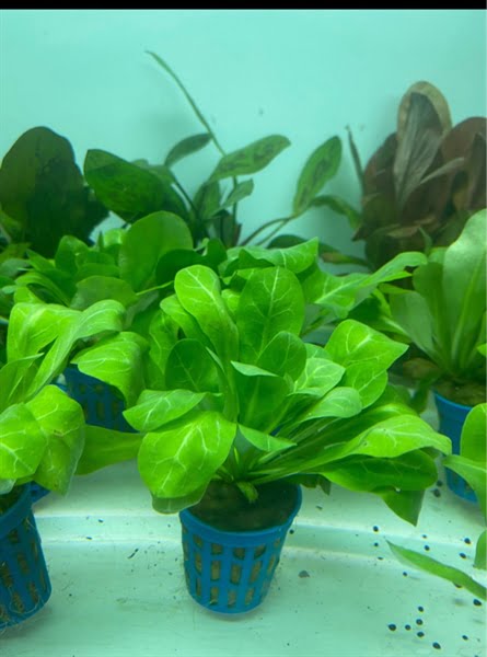 cây Bắp Cải Xanh thủy sinh