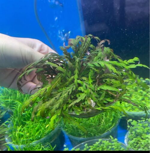 Cây Liễu Đỏ Răng Cưa