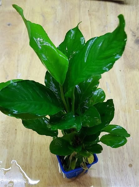 Trầu lá gân (ráy lá gân)