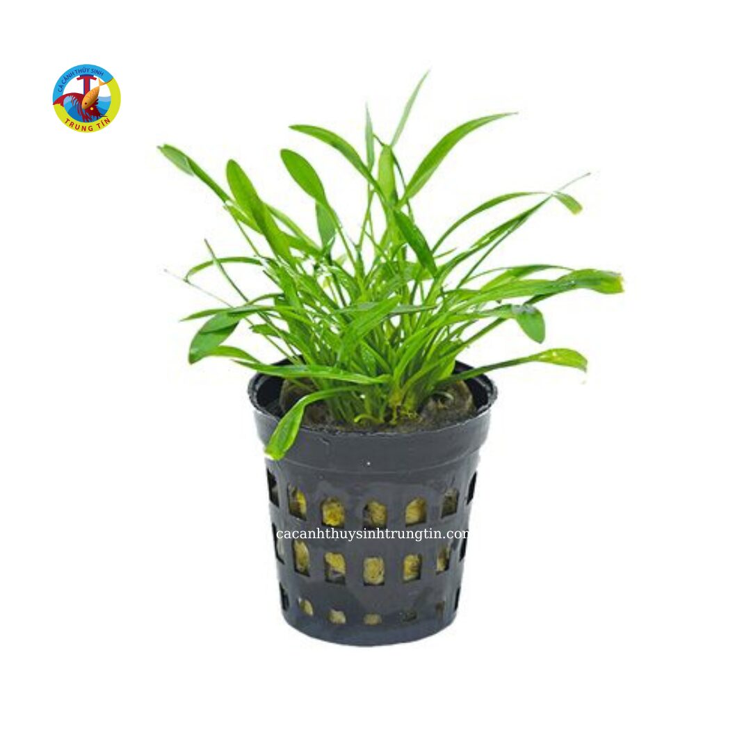Cây tiền cảnh