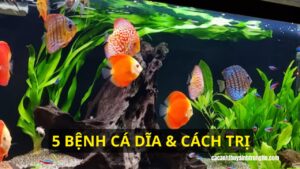 5 BỆNH CÁ DĨA & CÁCH TRỊ