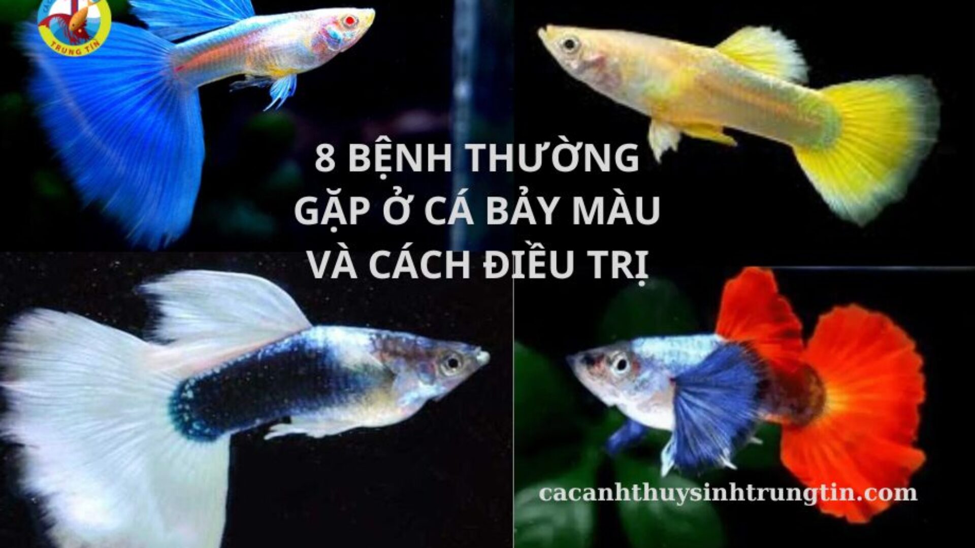Cá Bảy Màu bị nấm trắng, sình bụng, xù vảy, thối vây thối đuôi, lờ đờ bỏ ăn điều trị thế nào?