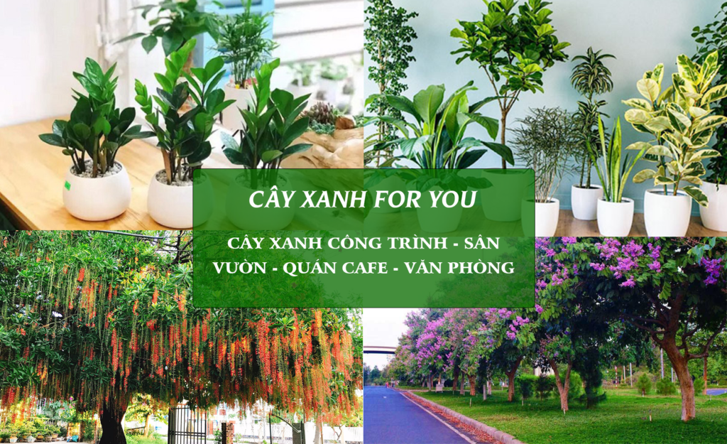 Cây Xanh For You