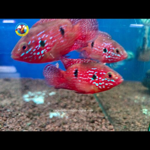 kim cương đỏ short