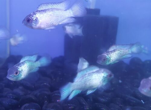 PHƯỢNG HOÀNG LAM CỐI