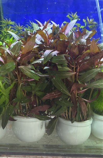 Cây đại hồng huyết (ớt đỏ)