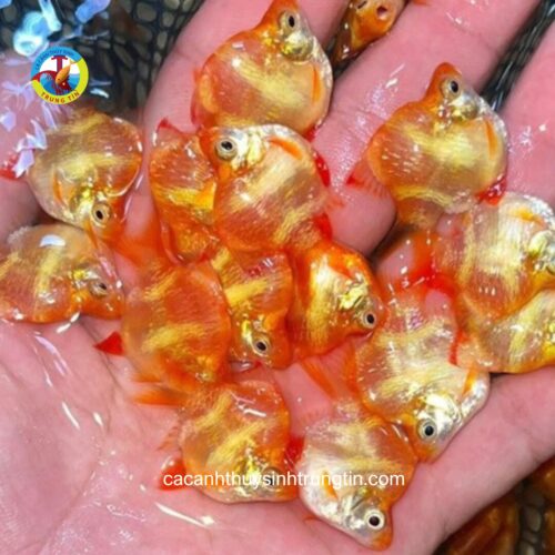 Cá Xecan Vàng Short